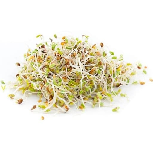 Alfalfa Sprouts